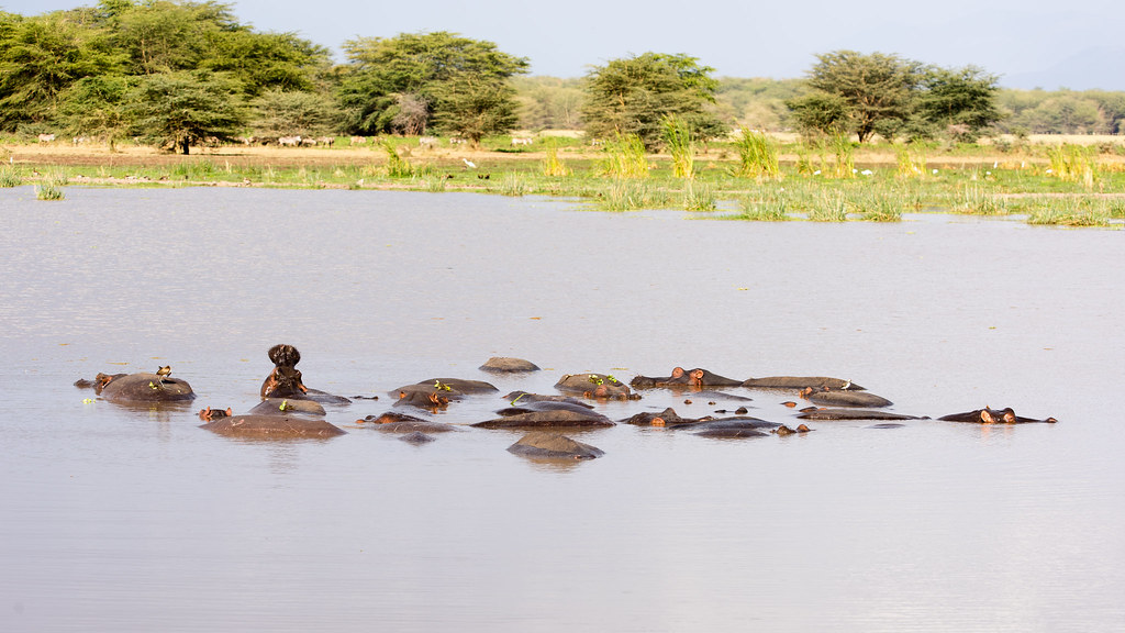 Hippopotamus, Lake Manyara National Park, Tanzania