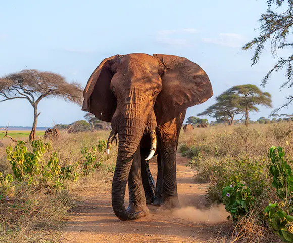 tarangire-national-park-elephant.jpg